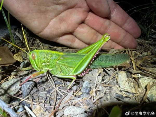 日昇配资 巨型蝗虫被科普博主拍下！约手掌大小，专家：肉质丰满，可做美食